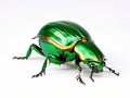 Green beetle