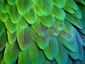 Green Macaw Feathers