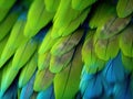 Green Macaw Feathers