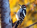 Hairy Woodpecker