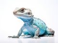 Isolated Lizard Royalty Free Stock Photo