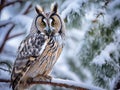 Long eared owl