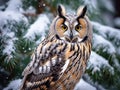 Long eared owl