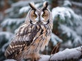 Long eared owl