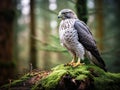 Northern goshawk