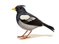 ommon myna