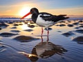 Pied Oystercatcher