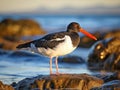 Pied Oystercatcher