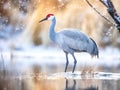 of sandhill crane