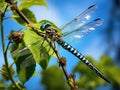 Southern hawker