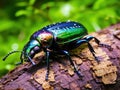 Spotted ground beetle