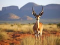 Springbok in africa