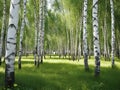 Summer birch wood Royalty Free Stock Photo