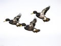 Tufted duck