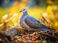 Turtledove