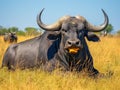 Wild African Buffalo Royalty Free Stock Photo