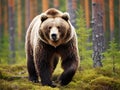 Wild brown bear Royalty Free Stock Photo