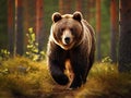 Wild brown bear Royalty Free Stock Photo