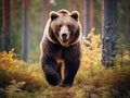 Wild brown bear