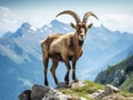 Wild mountain goat in