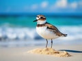 Wilson s Plover