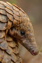 AI generated illustration of an Indian Pangolin (Manis crassicaudata) with overlapping scales