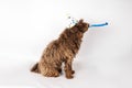 AI generated illustration of a Labradoodle with a party blowout on a white background