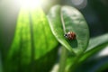 AI generated illustration of a ladybug perched atop a green leaf in a sunlit outdoor setting Royalty Free Stock Photo
