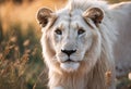 AI generated illustration of a large majestic white lion standing in a lush grassy field Royalty Free Stock Photo