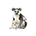 a lemur with yellow eyes is sitting down on the ground Royalty Free Stock Photo