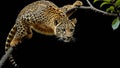 AI generated illustration of a leopard perched on a branch, poised to pounce on its prey