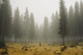 AI generated illustration of a lonely person walking through a mysterious, fog-shrouded forest