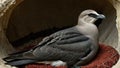 AI generated illustration of a long-tailed Skua (Stercorarius longicaudus) perched atop rocks