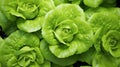 AI generated illustration of lush green Butterhead lettuce with a blurry background