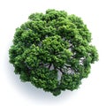 AI generated illustration of a lush green shrub on a white background