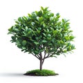 AI generated illustration of a lush green shrub on a white background