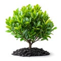 AI generated illustration of a lush green shrub on a white background