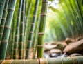 green bamboo trees in a jungle with rocks and water on the ground