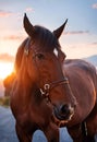 a brown horse with bridle in the sun light Royalty Free Stock Photo