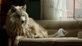 a gray wolf sits on the end of a white couch