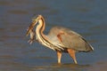 AI generated illustration of A majestic great blue heron stands atop a body of water Royalty Free Stock Photo