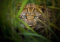 AI generated illustration of A majestic leopard with piercing blue eyes Royalty Free Stock Photo