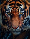 AI-generated illustration of a majestic Nepalese tiger with brown eyes