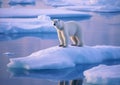 AI generated illustration of A majestic polar bear stands on a small iceberg