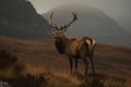 AI generated illustration of a majestic stag stands proud in the middle of a lush grassy plain