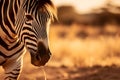 AI generated illustration of A majestic zebra standing in a sun-soaked open are