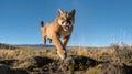 AI-generated illustration of a mountain lion running towards the camera on rocky terrain Royalty Free Stock Photo