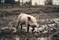 AI generated illustration of a muddy pig walking through a field, with its snout visible Royalty Free Stock Photo