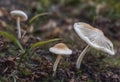 AI generated illustration of mushrooms near green plants on the ground