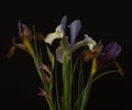 AI generated illustration of oil painting of iris flowers on the black background Royalty Free Stock Photo